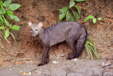 Anjing Hantu Amazon Ternyata Bukan Mitos, Populasinya Bikin Ilmuwan Salah Perhitungan